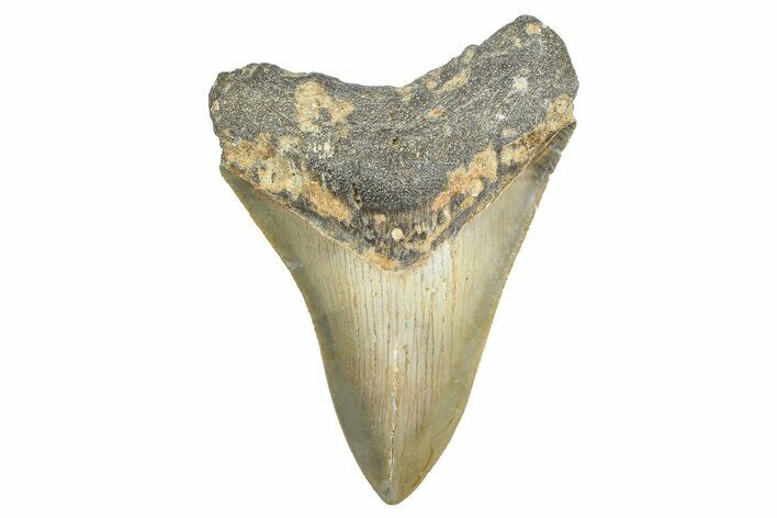 Serrated, Fossil Megalodon Tooth - North Carolina #343440
